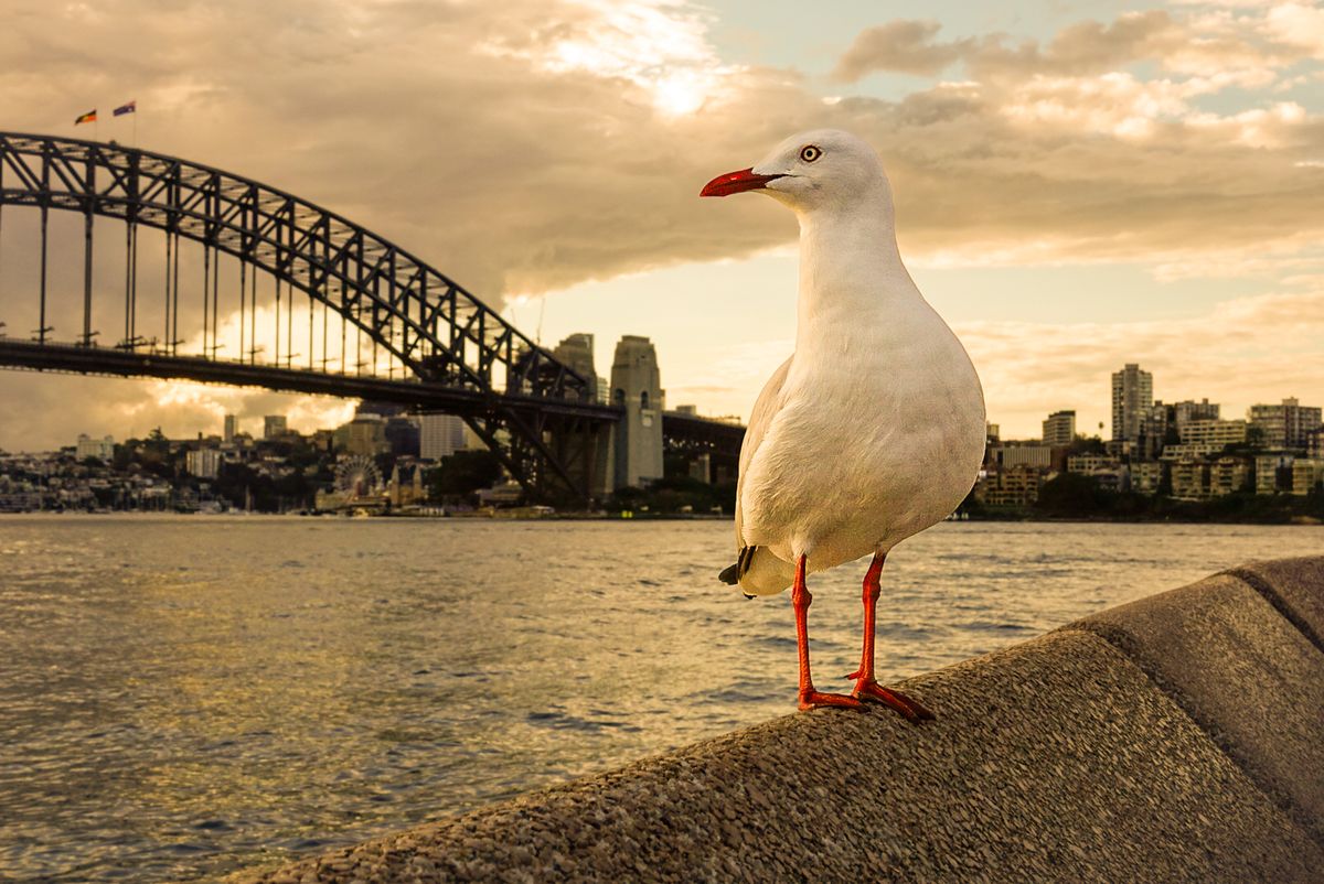 Silver gull on a harbour wall with the Sydney Harbour Bridge behind at golden hour